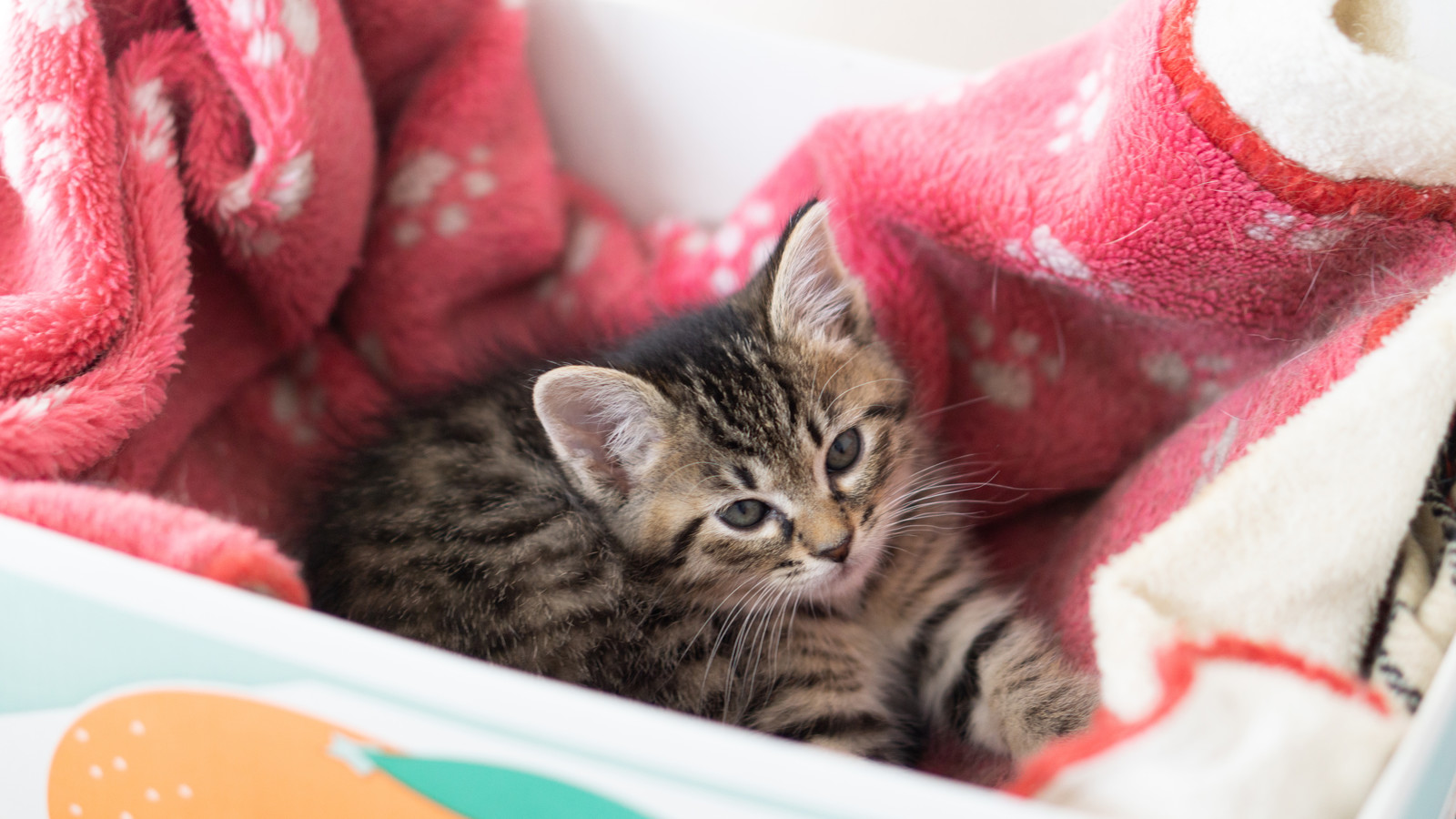 子猫が毛布にくるまっている様子